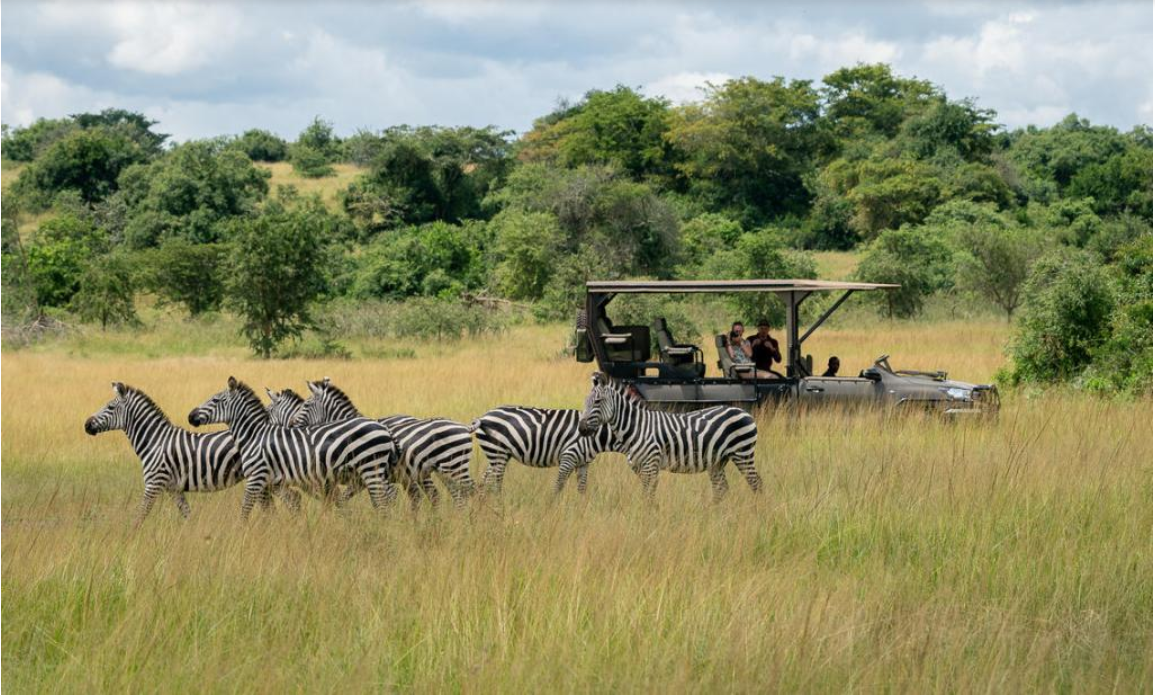 Wildlife Safari